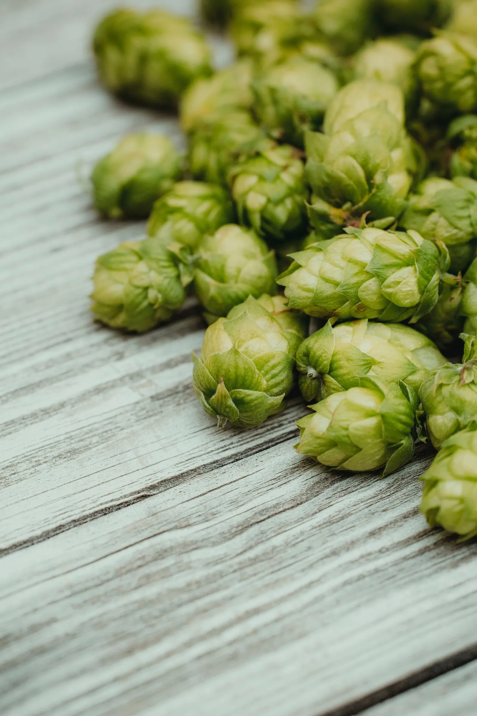 Verse hopbellen op een houten tafel